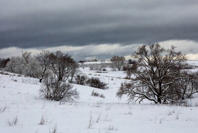 Snowy Trees Under Stormy Clouds