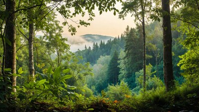 Forest Framing Misty Mountains at Sunset