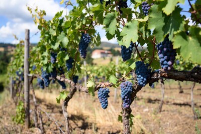 Ripe Grapes on Vineyard Vines