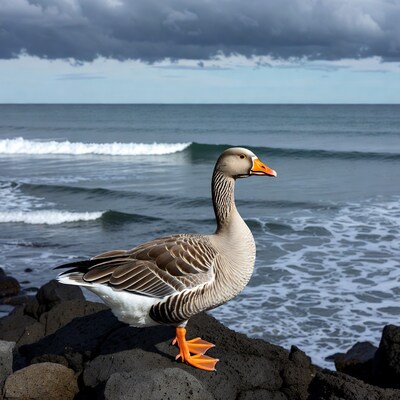 Greylag Goose on Rocks by Ocean