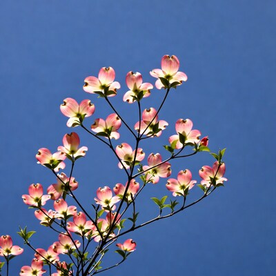 Pink Dogwood Flowers Against Blue Sky