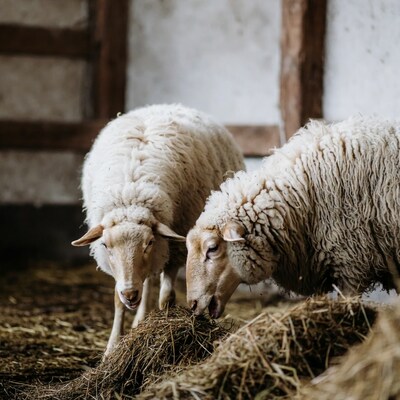 Two sheep eating hay in barn