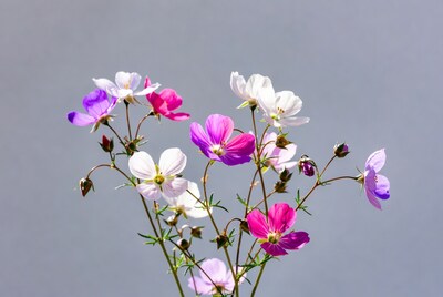 Pink and White Clarkia Flowers Bouquet