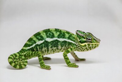 Green Chameleon on White Background