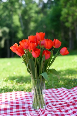 Red Tulips in Vase on Picnic Blanket