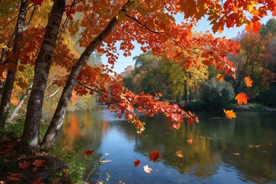 Autumn Trees Over River