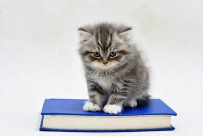 Kitten sitting on blue book