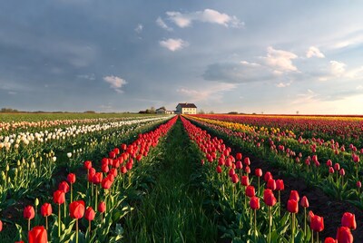 Colorful Tulip Fields with House