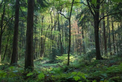Lush Green Forest with Tall Trees