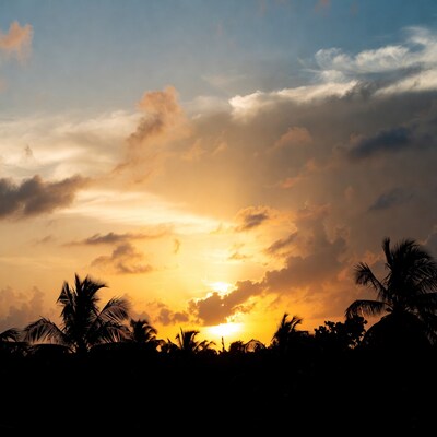 Sunset over palm trees silhouette