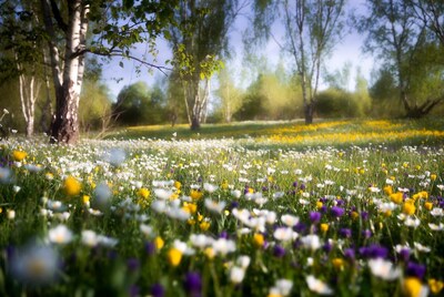 Flower Field with Birch Trees
