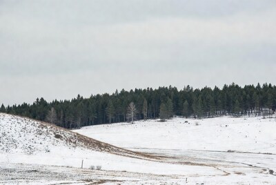 Snowy hill with pine forest