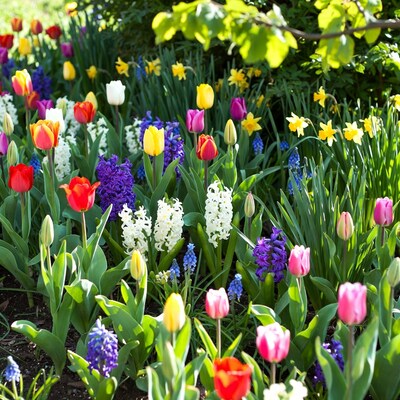 Colorful Tulips Daffodils Hyacinths Garden