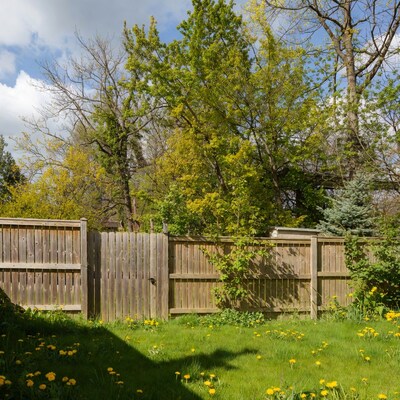 Wooden garden fence with dandelions
