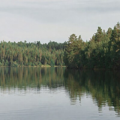 Pine Forest Reflecting in Calm Lake