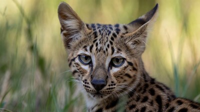 Serval Kitten in Grass