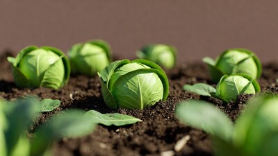 Fresh Brussels Sprouts in Soil