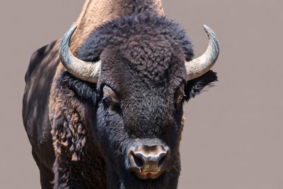 Close-up American Bison Head