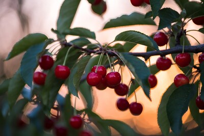 Ripe red cherries on green leaves