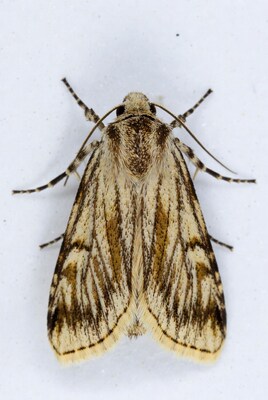Brown-striped moth on white background