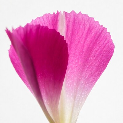 Pink flower with water droplets