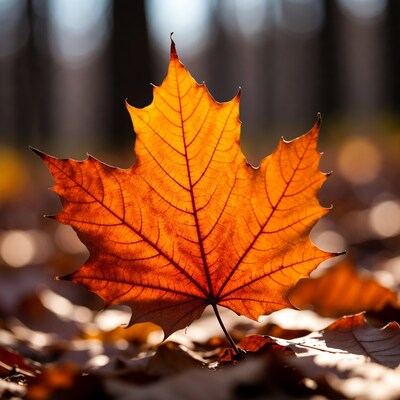 Vibrant orange maple leaf on forest floor