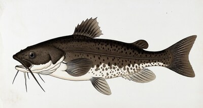 Channel Catfish Illustration