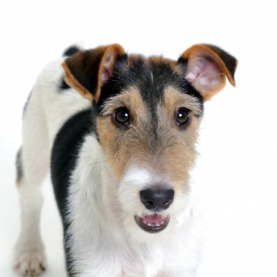 Jack Russell Terrier smiling on white background