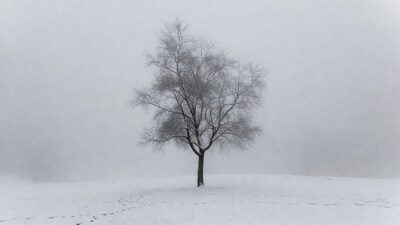 Lonely tree in snowy fog