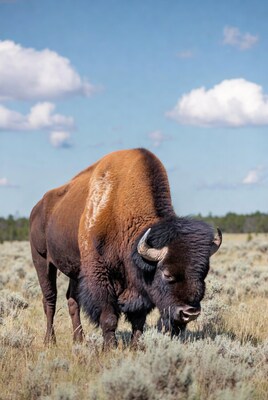 Bison grazing in grassy field