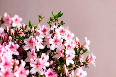 Pink Azalea Flowers Cluster