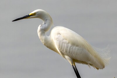 White Heron Standing on Legs