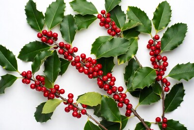 Holly Leaves with Red Berries