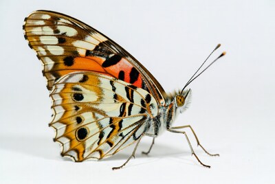 Orange and white butterfly on white background