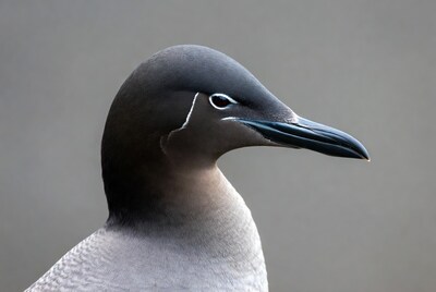 Guillemot bird profile view