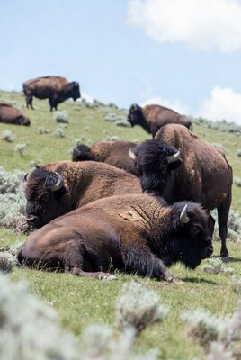 Herd of bison grazing on grassy hill