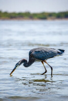 Great Blue Heron foraging in water