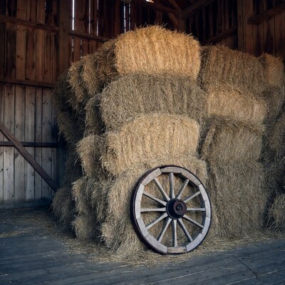 Hay Bales and Wagon Wheel in Barn