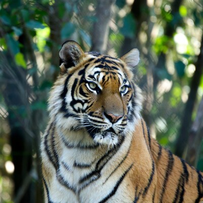 Tiger staring through fence