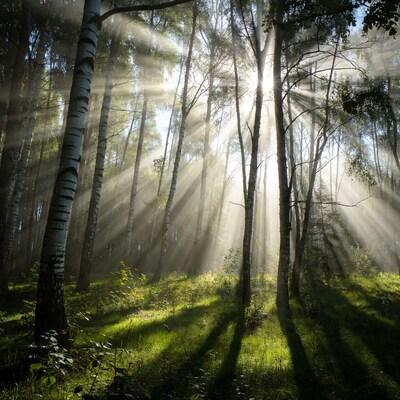 Sun rays through birch forest