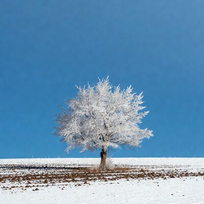 Frost-covered tree under blue sky