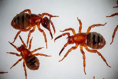 Red velvet mites on white background