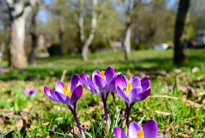 Purple crocuses blooming in spring grass