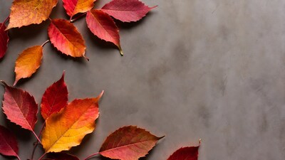 Autumn leaves on gray background