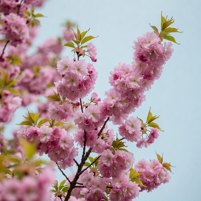Pink Cherry Blossom Branches