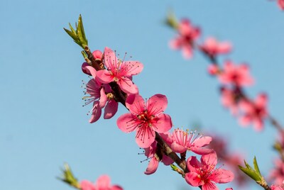 Pink peach blossoms on branch