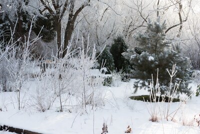 Frost-covered trees in snowy landscape
