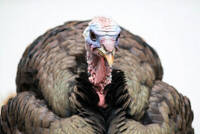 Close-up turkey displaying feathers