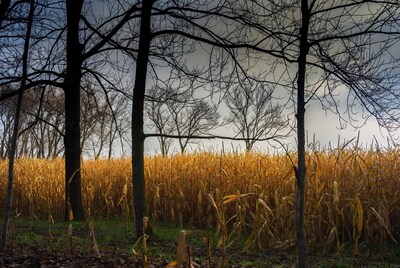 Corn Field with Bare Trees