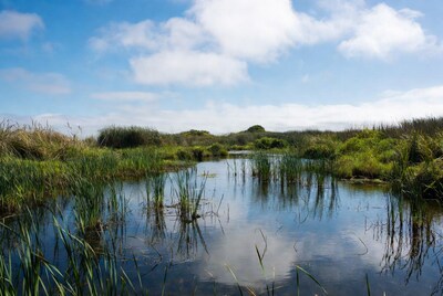 Reeds in Calm Marsh Water
